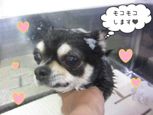 よろしくチワワ