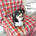 仕上がりチワワ