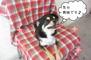 仕上がりチワワ