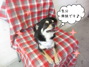 仕上がりチワワ