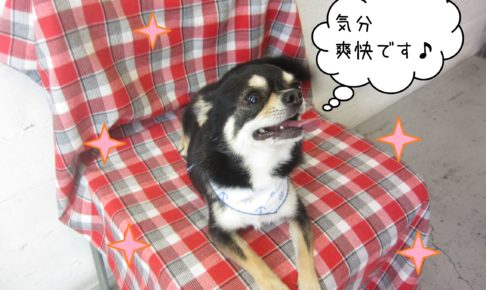 仕上がりチワワ