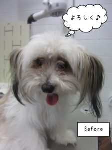 よろしくミックス