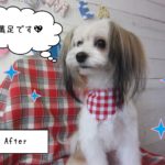 仕上がりミックス