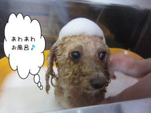 お風呂トイプー