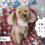 仕上がりトイプー