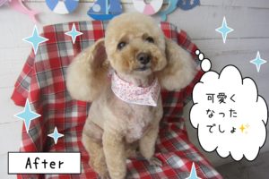 仕上がりトイプー