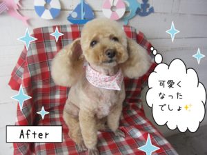 仕上がりトイプー