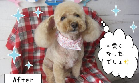 仕上がりトイプー