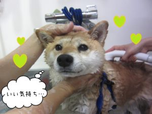 シャンプーしば