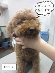 よろしくトイプー