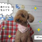 仕上がりトイプー