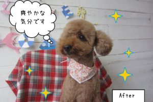 仕上がりトイプー