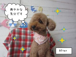 仕上がりトイプー