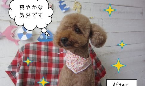 仕上がりトイプー