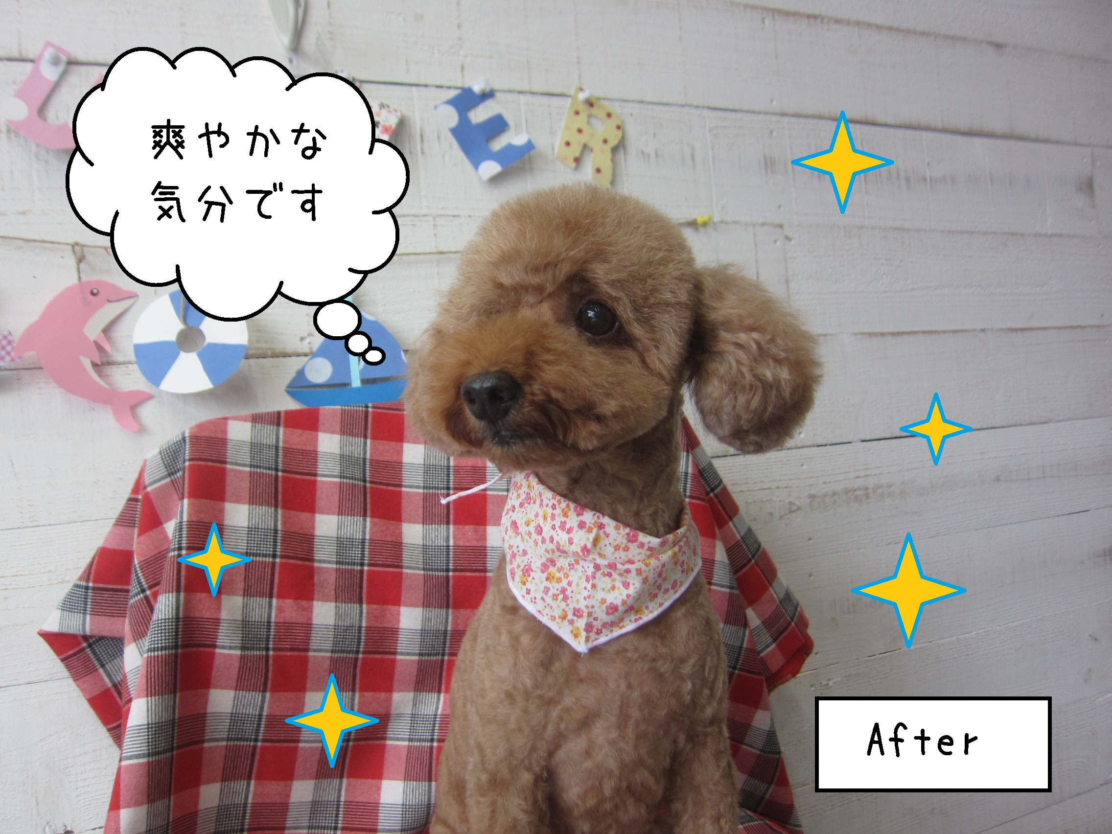 仕上がりトイプー