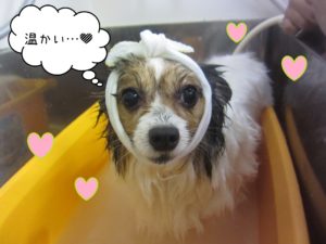 お風呂パピヨン