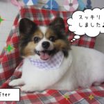 仕上がりパピヨン