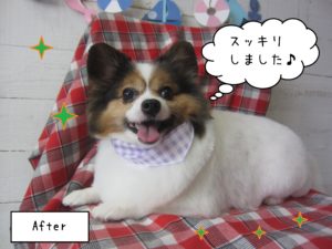 仕上がりパピヨン