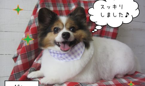 仕上がりパピヨン