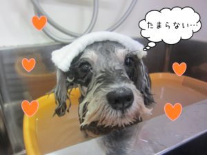 お風呂Ｍシュナ