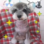 仕上がりＭシュナ