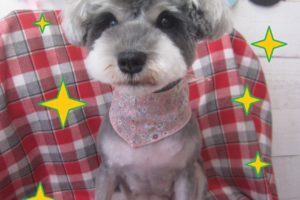 仕上がりＭシュナ