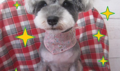 仕上がりＭシュナ