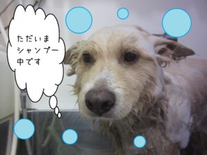 シャンプーミックス