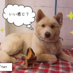 仕上がりミックス