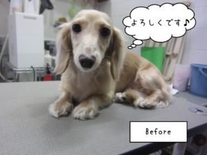 よろしくダックス