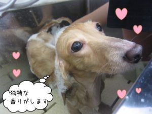 シャンプーダックス