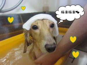 お風呂ダックス