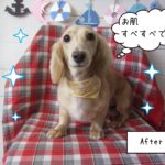 仕上がりダックス