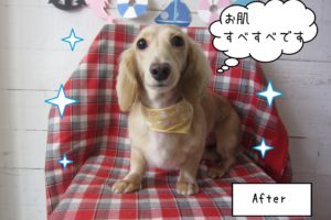 仕上がりダックス