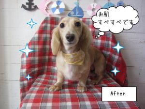 仕上がりダックス