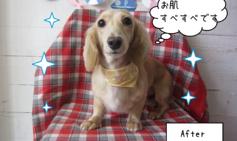 仕上がりダックス