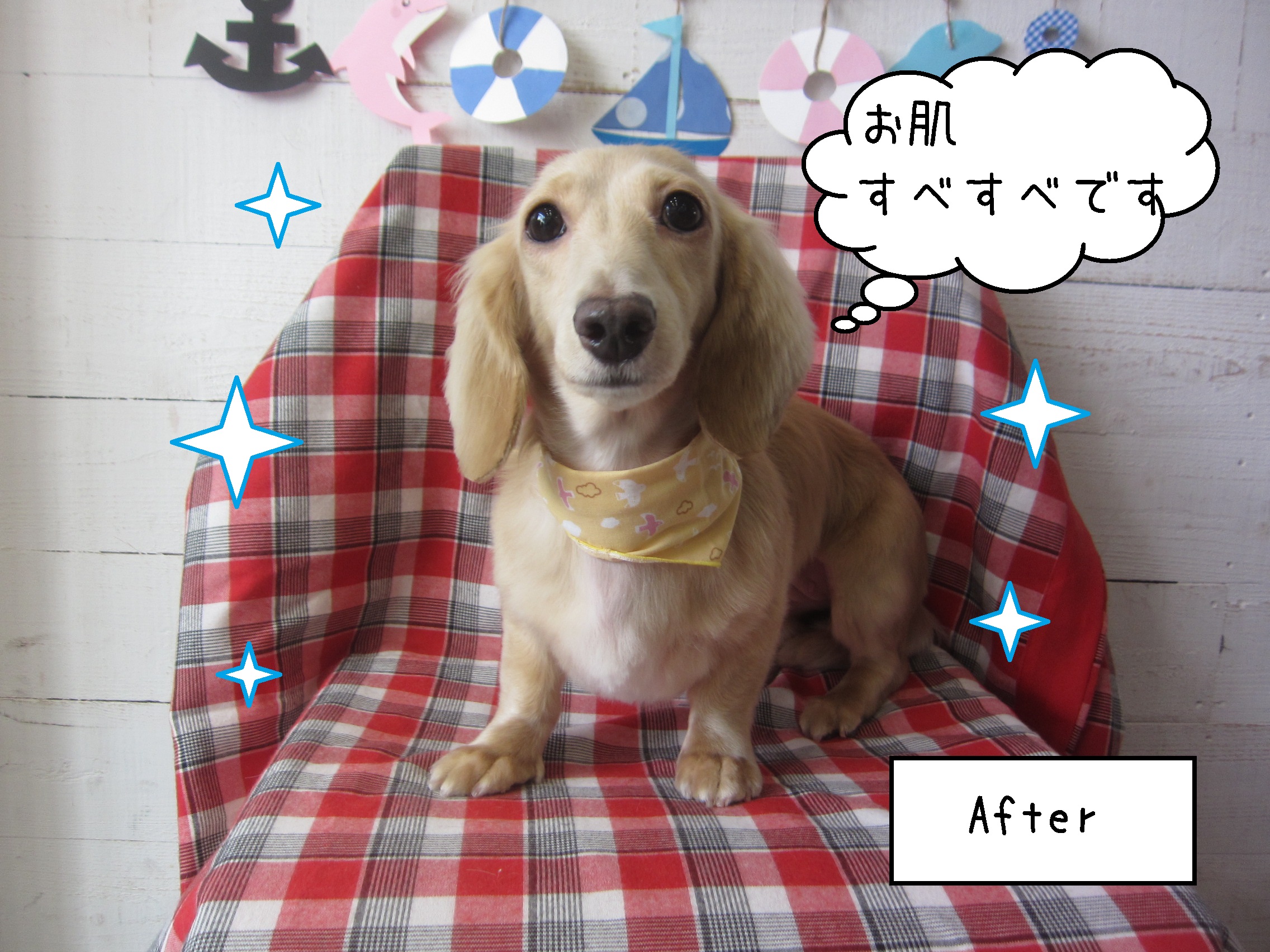 仕上がりダックス