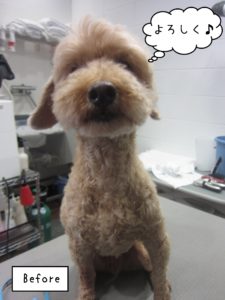 よろしくトイプー