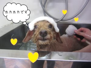 お風呂トイプー