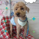 仕上がりトイプー