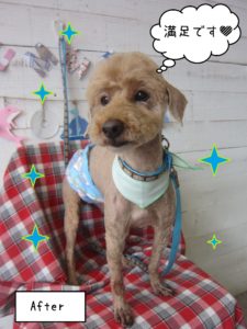 仕上がりトイプー