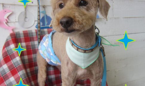 仕上がりトイプー