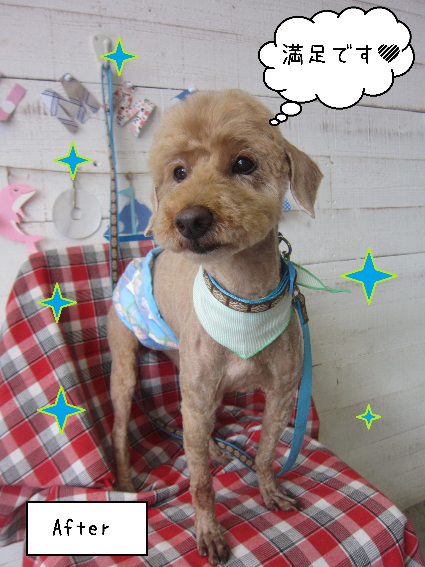 仕上がりトイプー