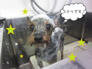 シャンプーミックス