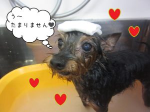 お風呂ミックス