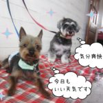 仕上がりコンビ