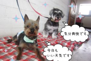 仕上がりコンビ