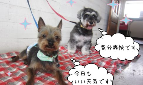 仕上がりコンビ