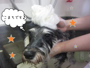 シャンプーMシュナ