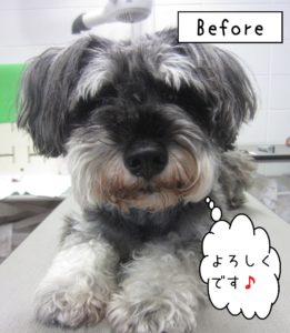 よろしくMシュナ